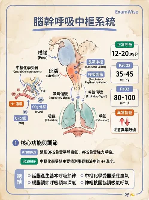 營養 - 呼吸系統生理學 - AI 圖文解析預覽