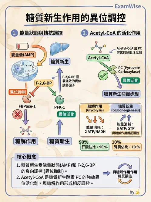 營養 - 醣類代謝 - AI 圖文解析預覽