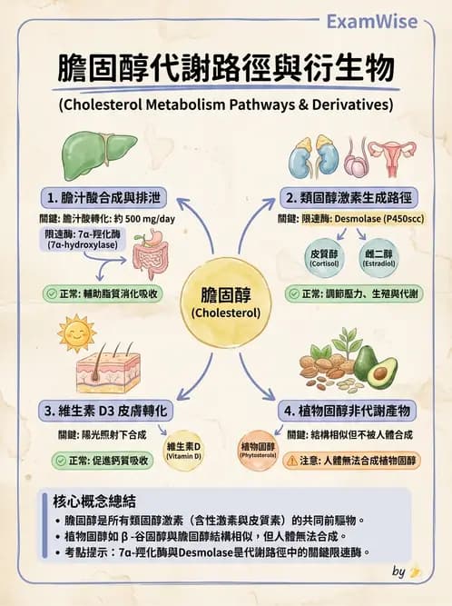 營養 - 脂質代謝 - AI 圖文解析預覽