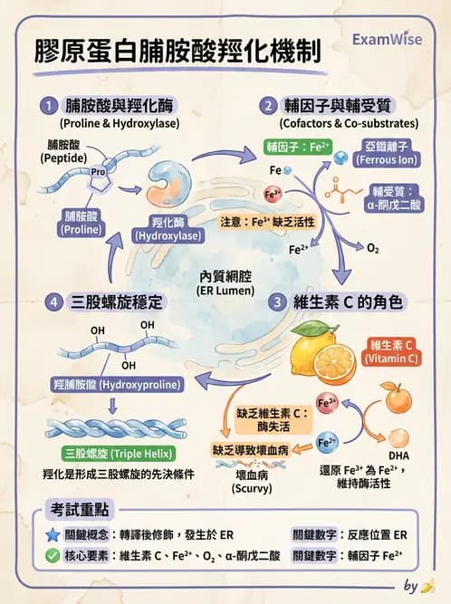 營養 - 蛋白質與胺基酸代謝 - AI 圖文解析預覽