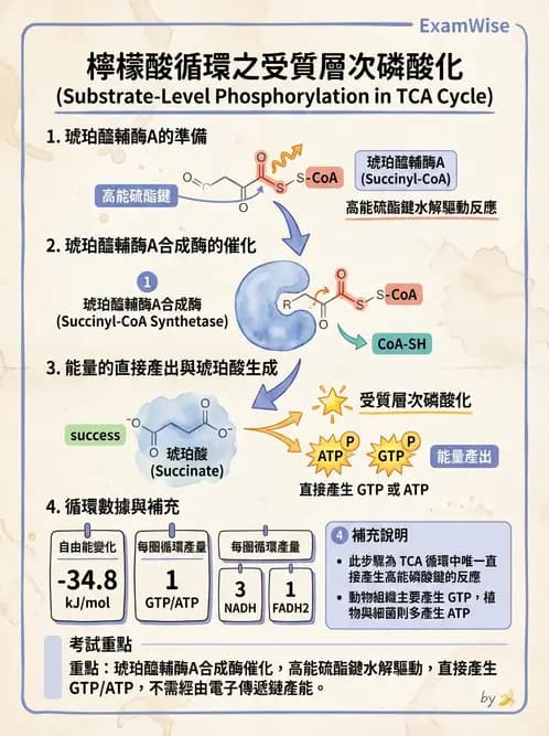 營養 - 能量代謝 - AI 圖文解析預覽