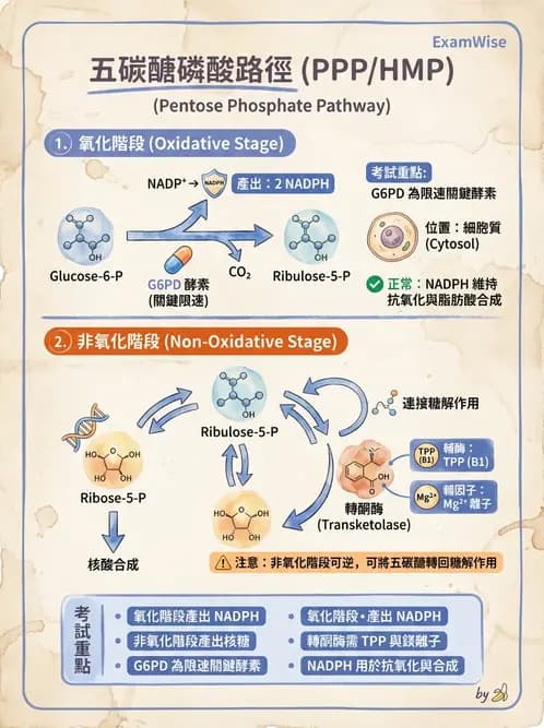 營養 - 醣類代謝 - AI 圖文解析預覽
