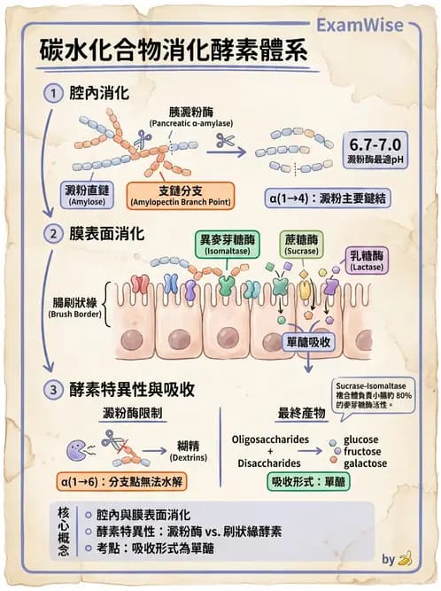 營養 - 醣類消化吸收與血糖調控 - AI 圖文解析預覽