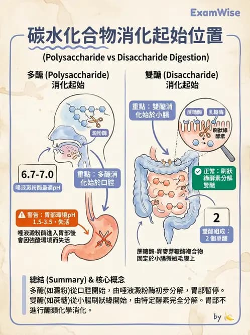 營養 - 醣類消化吸收與血糖調控 - AI 圖文解析預覽