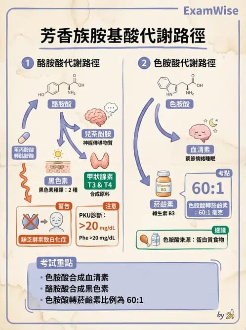 營養 - 胺基酸分類、功能與代謝 - AI 圖文解析預覽