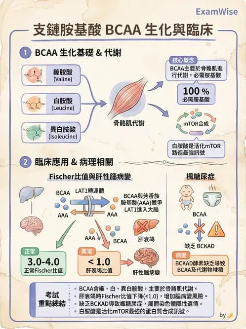 營養 - 胺基酸分類、功能與代謝 - AI 圖文解析預覽