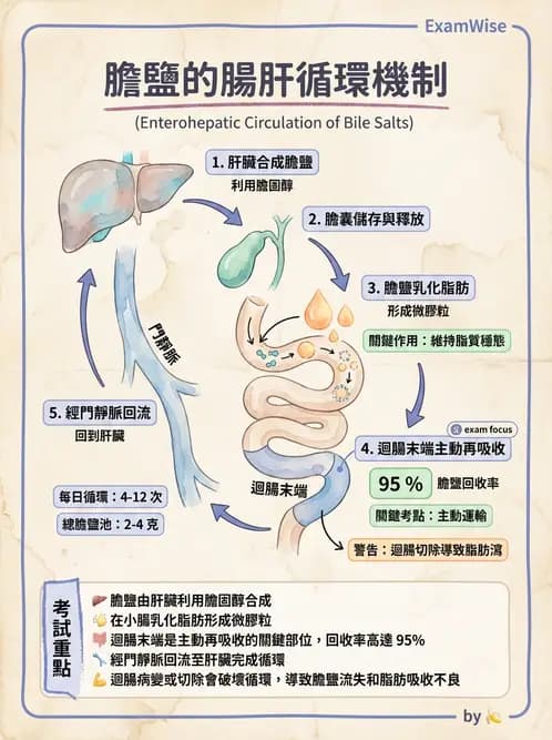 營養 - 脂質消化吸收與膽汁 - AI 圖文解析預覽