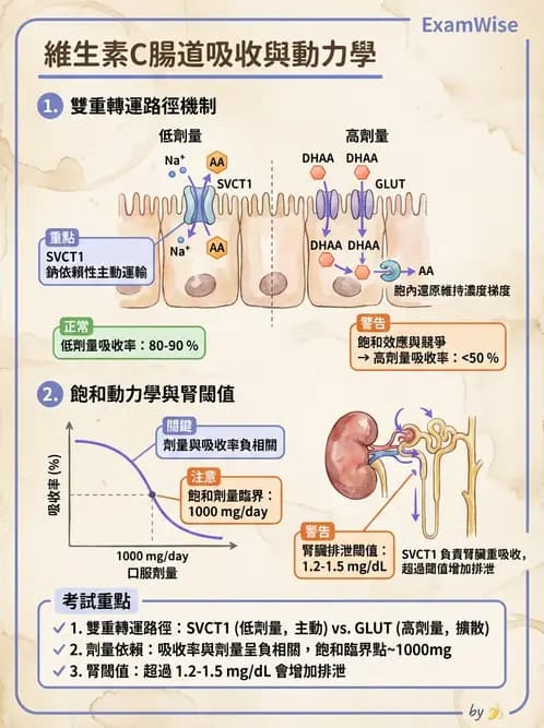 營養 - 維生素C與其他水溶性維生素 - AI 圖文解析預覽