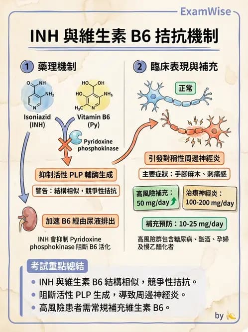 營養 - 單碳代謝與造血B群維生素 - AI 圖文解析預覽