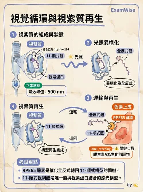 營養 - 維生素A - AI 圖文解析預覽