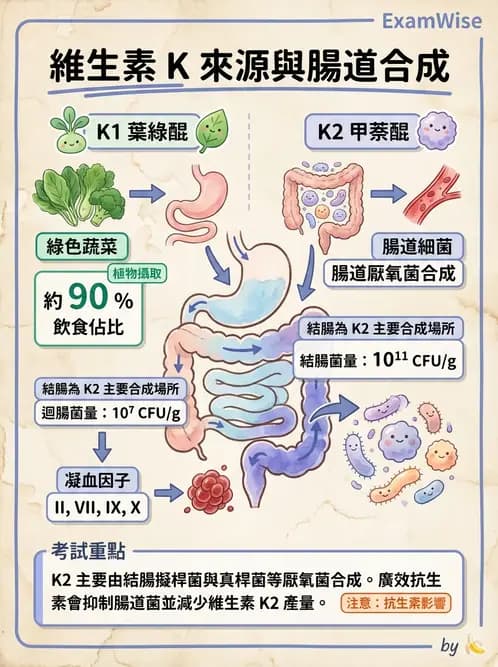 營養 - 維生素K - AI 圖文解析預覽