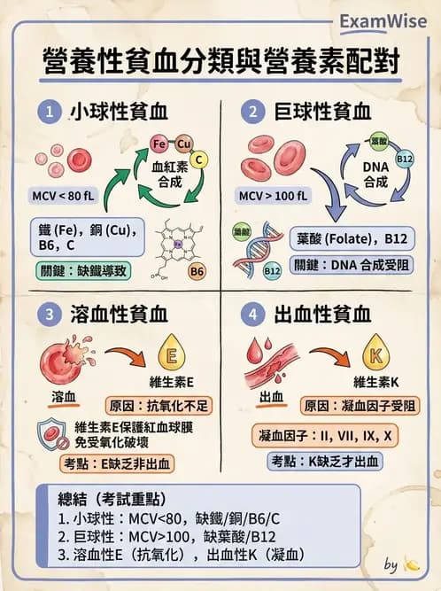 營養 - 鐵營養與貧血 - AI 圖文解析預覽