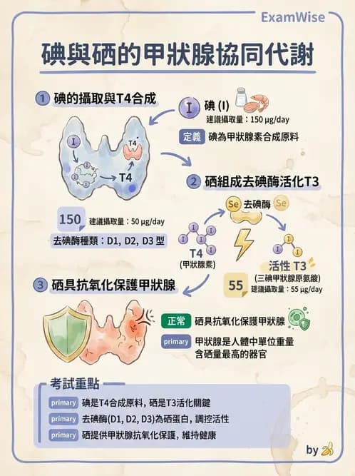 營養 - 碘與硒營養 - AI 圖文解析預覽