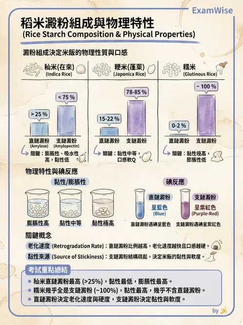 營養 - 穀類、澱粉與麵粉製備原理 - AI 圖文解析預覽