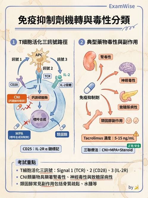 專師 - 器官移植 - AI 圖文解析預覽