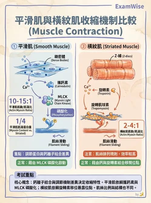 營養 - 肌肉生理學 - AI 圖文解析預覽