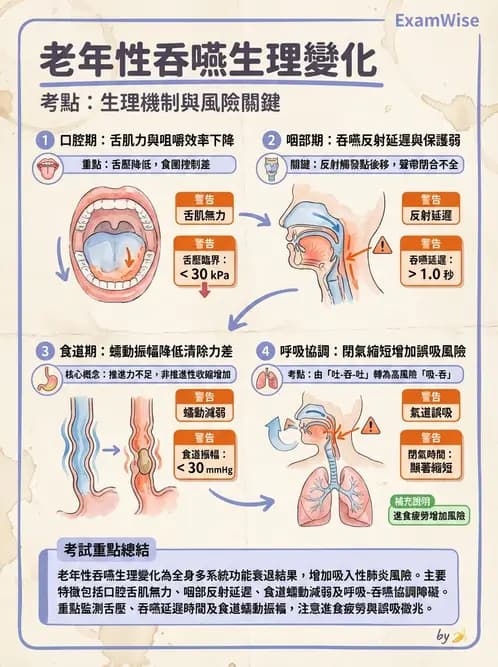 營養 - 消化系統生理學 - AI 圖文解析預覽
