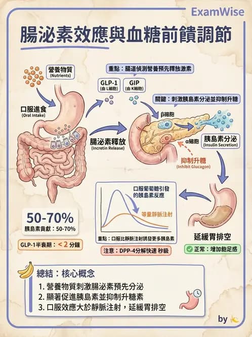 營養 - 內分泌與代謝生理學 - AI 圖文解析預覽