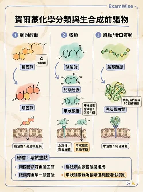 營養 - 內分泌與代謝生理學 - AI 圖文解析預覽