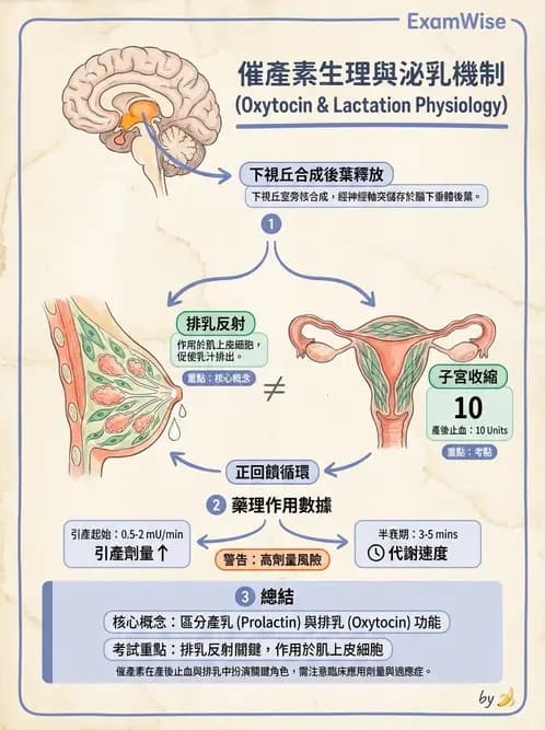 營養 - 內分泌與代謝生理學 - AI 圖文解析預覽