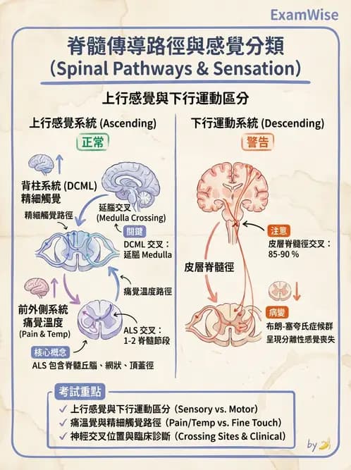 營養 - 神經系統生理學 - AI 圖文解析預覽