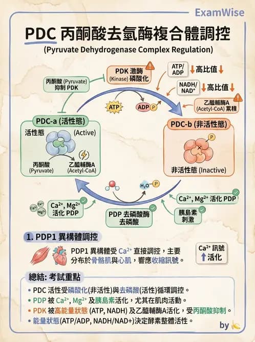 營養 - 能量代謝 - AI 圖文解析預覽