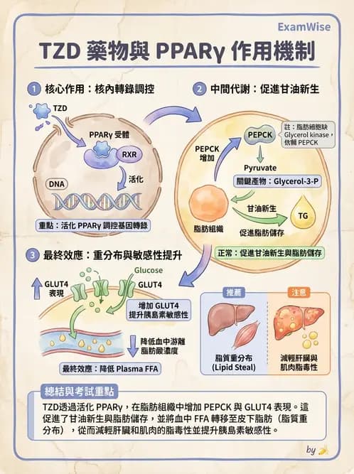 營養 - 脂質代謝 - AI 圖文解析預覽