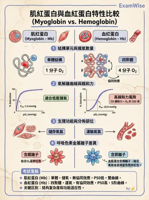營養 - 蛋白質與胺基酸代謝 - AI 圖文解析預覽