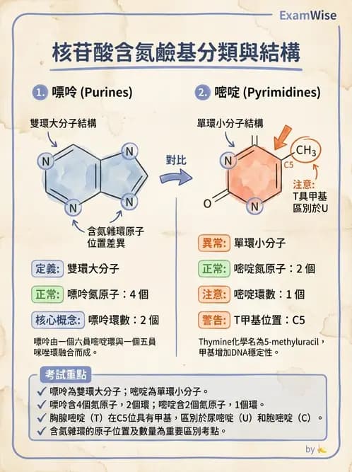 營養 - 核酸與基因表現 - AI 圖文解析預覽