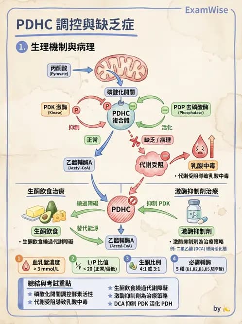 營養 - 能量代謝 - AI 圖文解析預覽