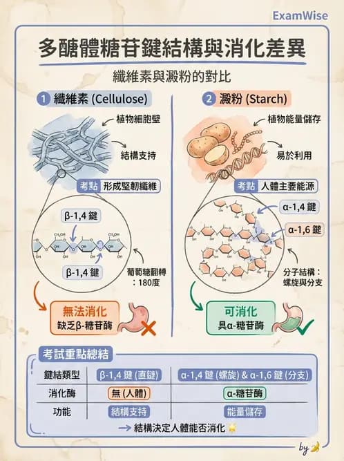 營養 - 醣類結構與膳食纖維 - AI 圖文解析預覽