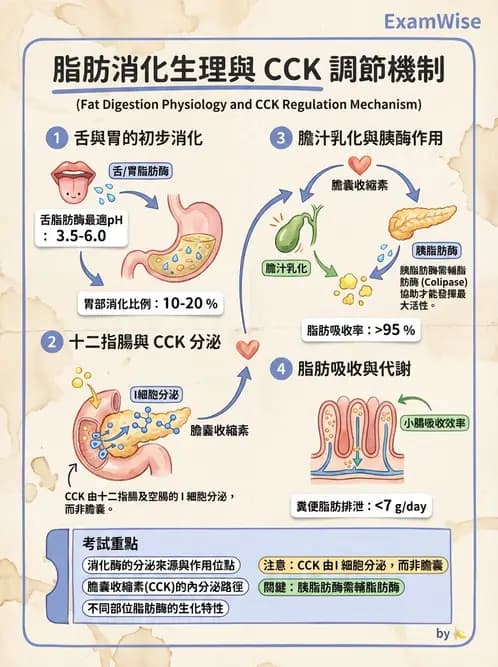 營養 - 脂質消化吸收與膽汁 - AI 圖文解析預覽