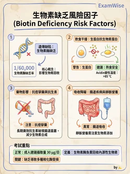 營養 - 維生素C與其他水溶性維生素 - AI 圖文解析預覽