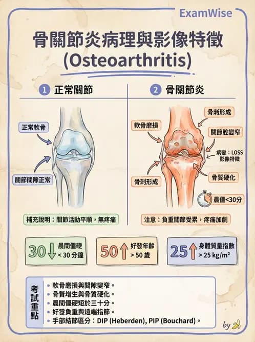 營養 - 骨骼與關節疾病 - AI 圖文解析預覽