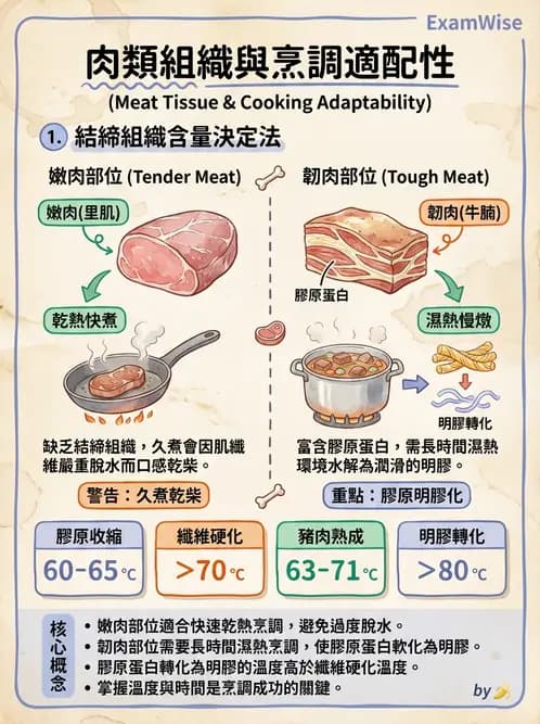 營養 - 動植物性食材製備原理 - AI 圖文解析預覽