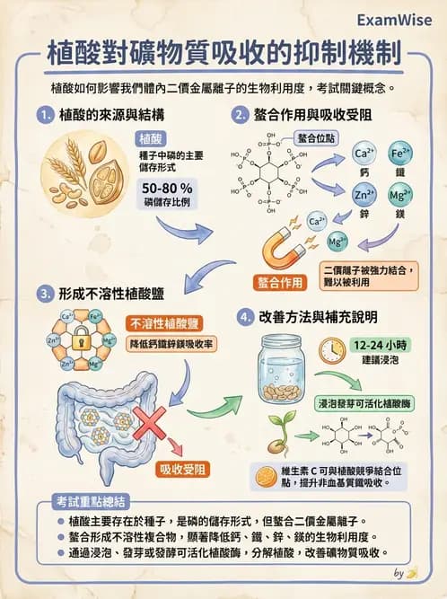 營養 - 穀類、澱粉與麵粉製備原理 - AI 圖文解析預覽