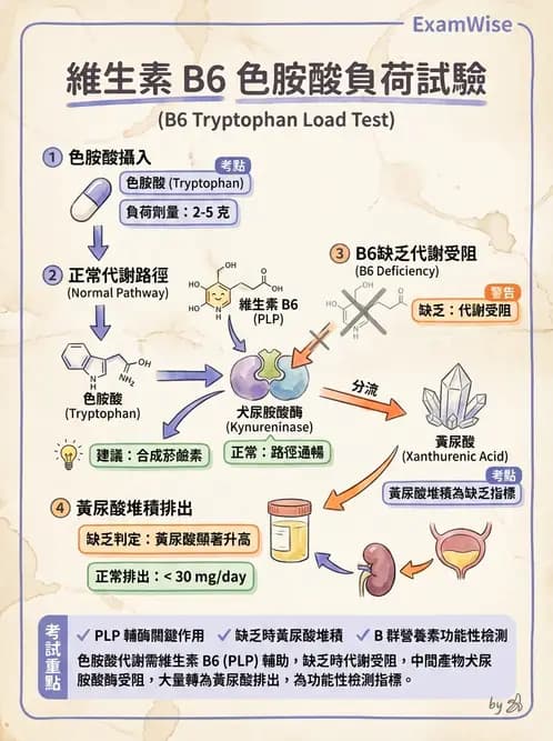 營養 - 生化指標與營養缺乏 - AI 圖文解析預覽