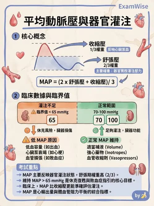 營養 - 心血管系統生理學 - AI 圖文解析預覽