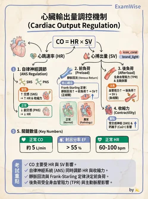 營養 - 心血管系統生理學 - AI 圖文解析預覽