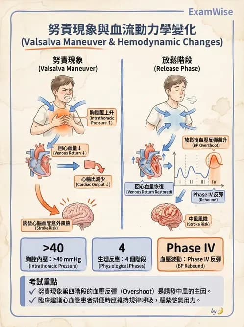 營養 - 心血管系統生理學 - AI 圖文解析預覽