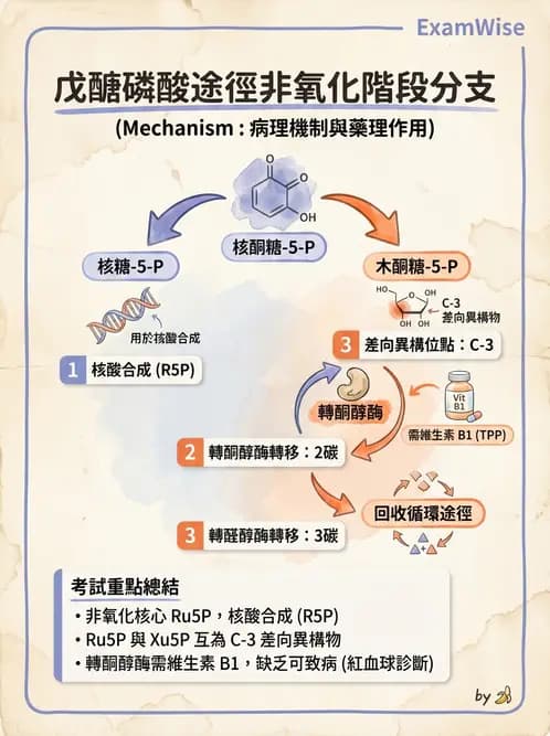營養 - 醣類代謝 - AI 圖文解析預覽