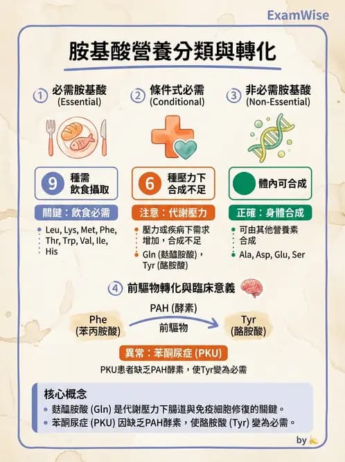 營養 - 蛋白質與胺基酸代謝 - AI 圖文解析預覽