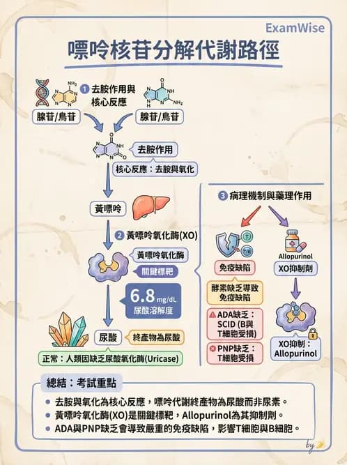 營養 - 核酸與基因表現 - AI 圖文解析預覽