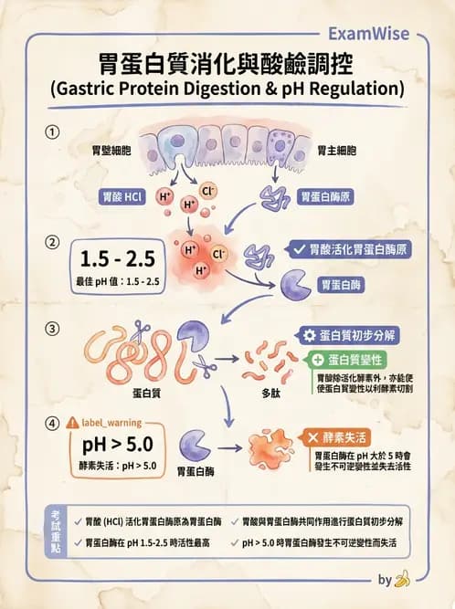 營養 - 蛋白質消化吸收與品質評估 - AI 圖文解析預覽