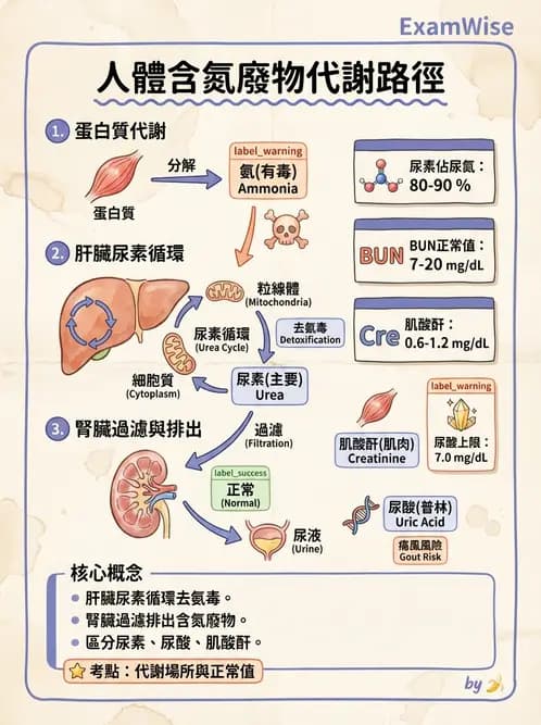 營養 - 胺基酸分類、功能與代謝 - AI 圖文解析預覽