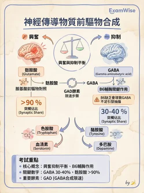 營養 - 胺基酸分類、功能與代謝 - AI 圖文解析預覽