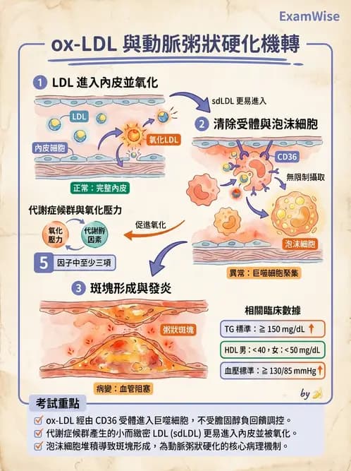 營養 - 脂蛋白與膽固醇代謝 - AI 圖文解析預覽