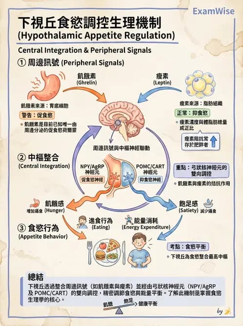 營養 - 能量平衡與食慾控制 - AI 圖文解析預覽