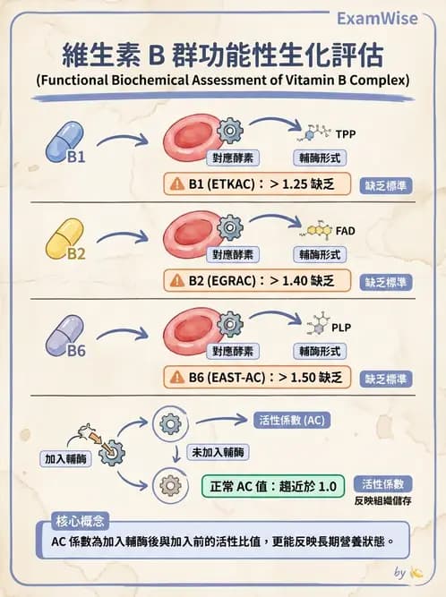 營養 - 能量代謝相關B群維生素 - AI 圖文解析預覽