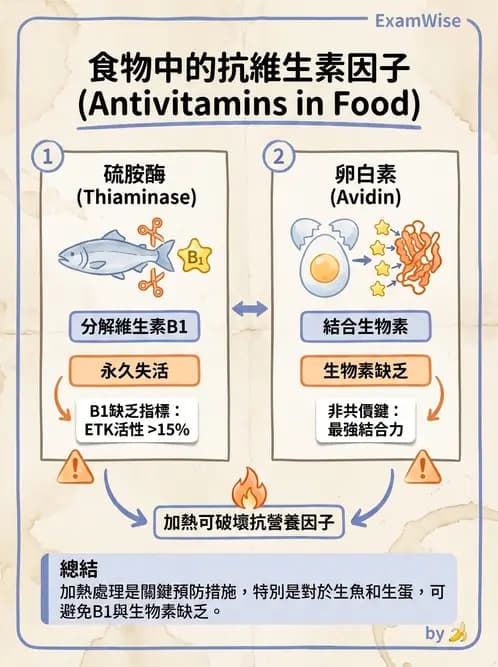 營養 - 能量代謝相關B群維生素 - AI 圖文解析預覽